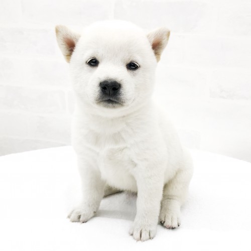 柴犬