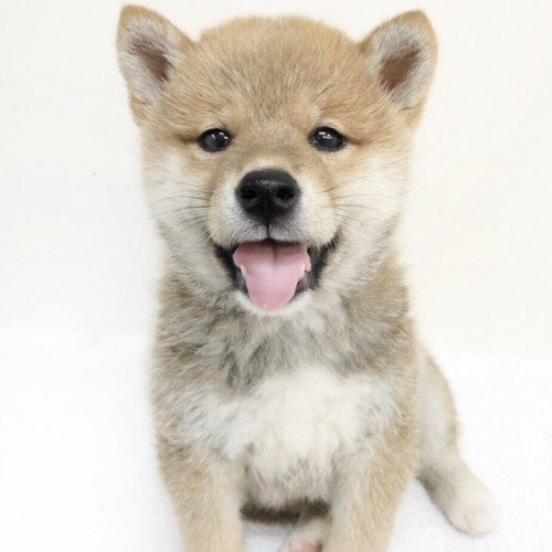 柴犬