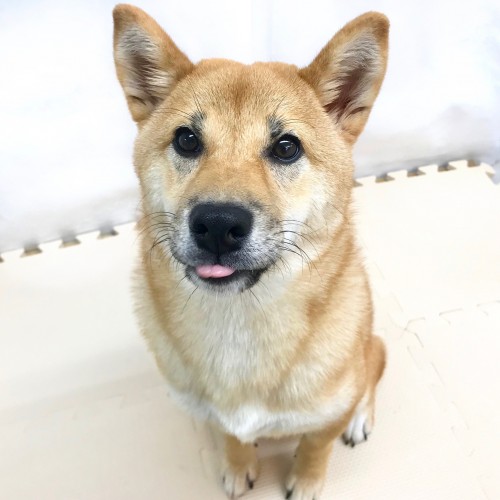 柴犬
