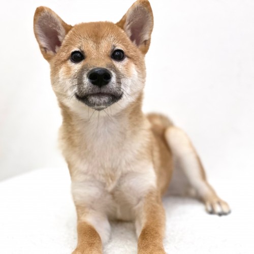 柴犬