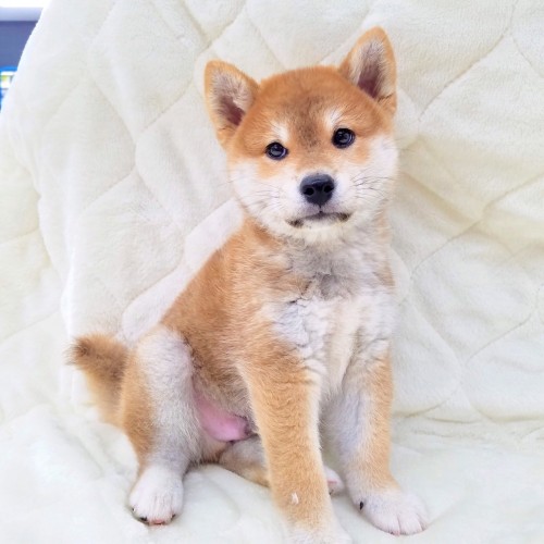 柴犬