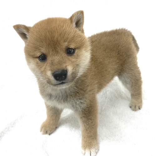 柴犬