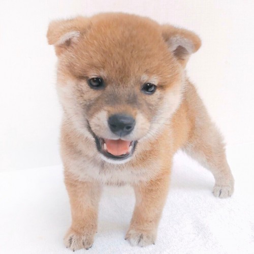 柴犬