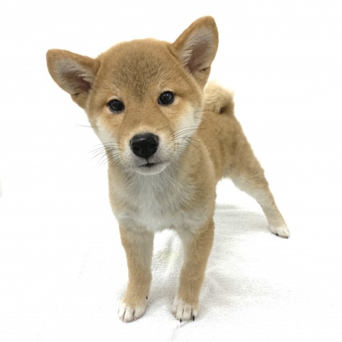 柴犬
