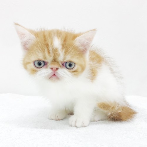 エキゾチック