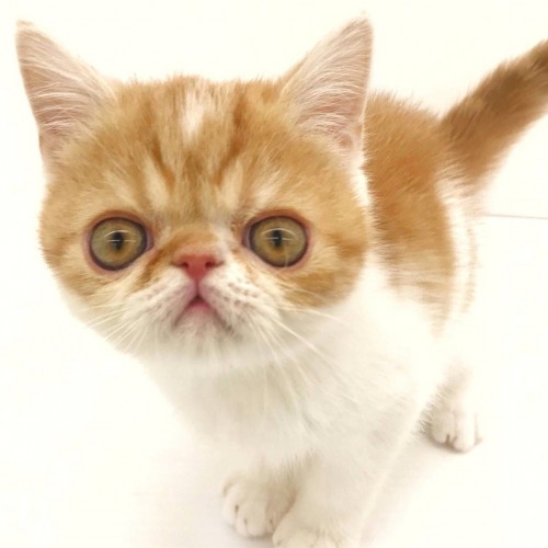 エキゾチックショートヘア
