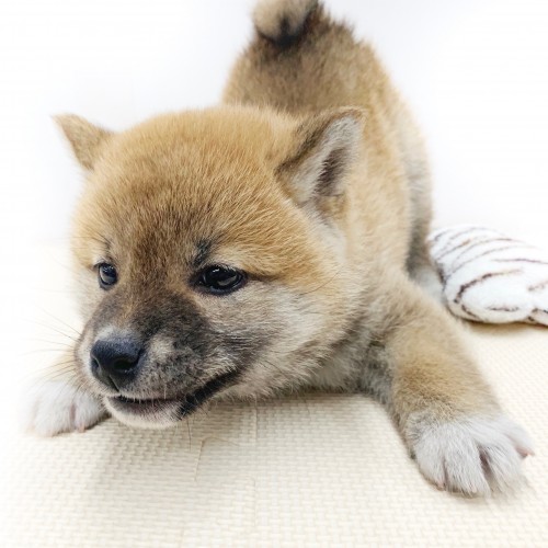 柴犬