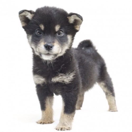 柴犬