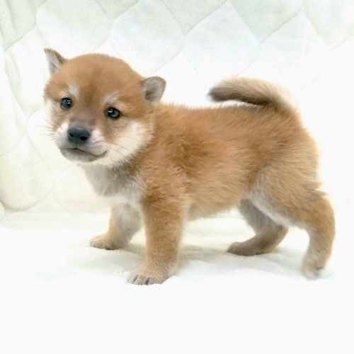 柴犬