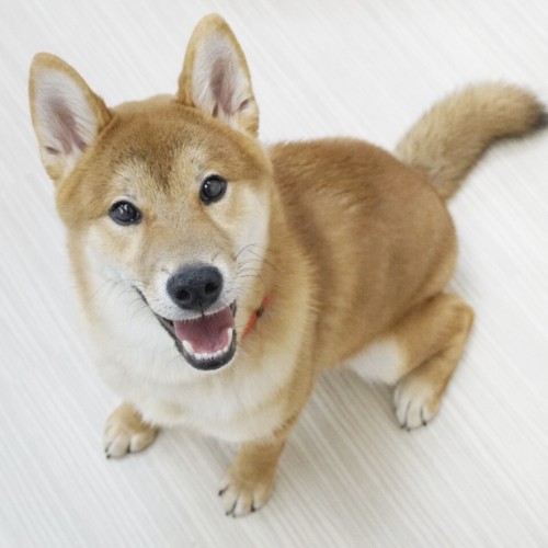 柴犬