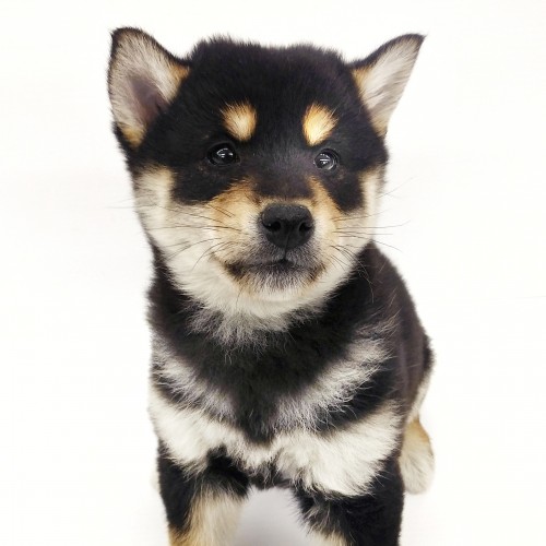 柴犬