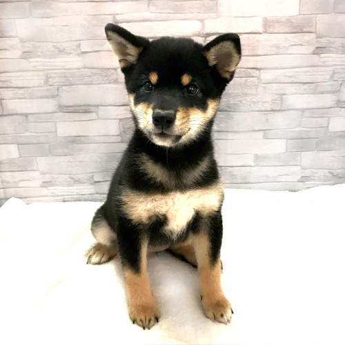 柴犬