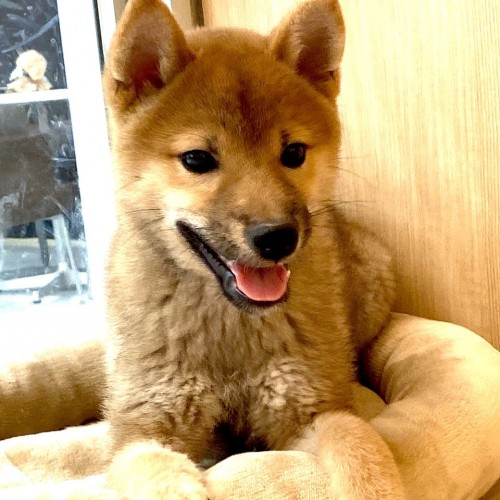 柴犬