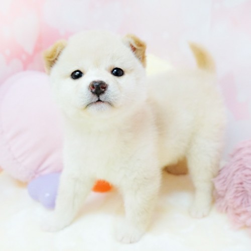 柴犬