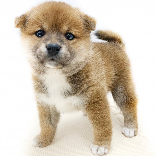 柴犬