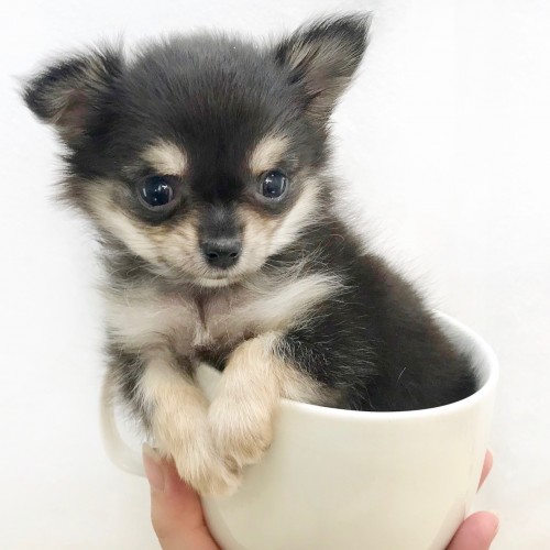 チワワ