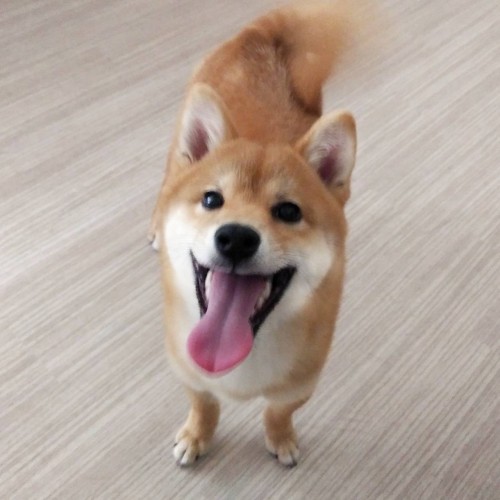 柴犬