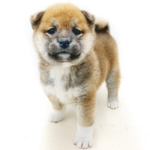 柴犬