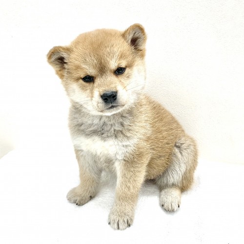 柴犬