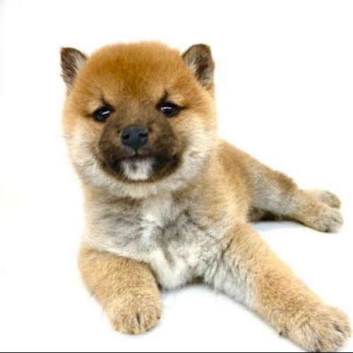 柴犬