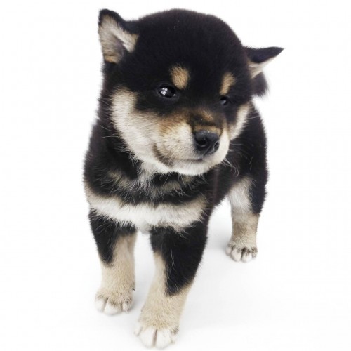 柴犬