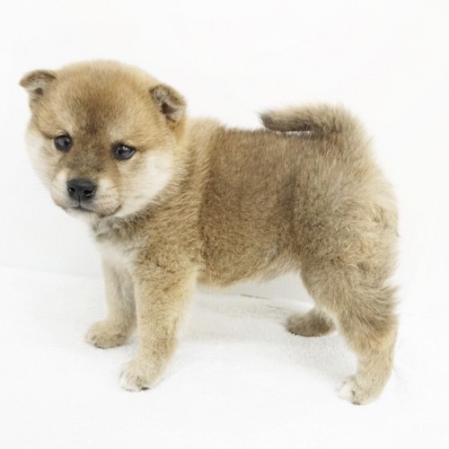 柴犬