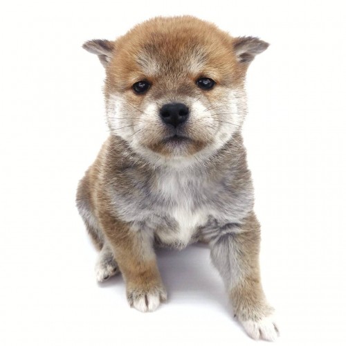 柴犬