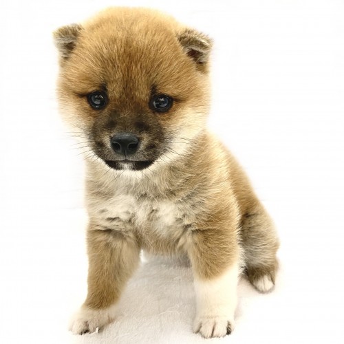 柴犬
