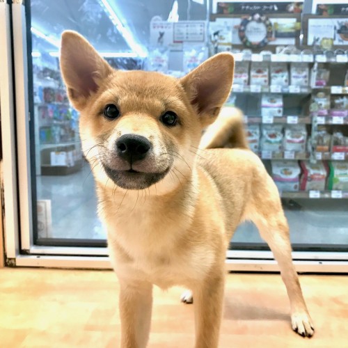 柴犬