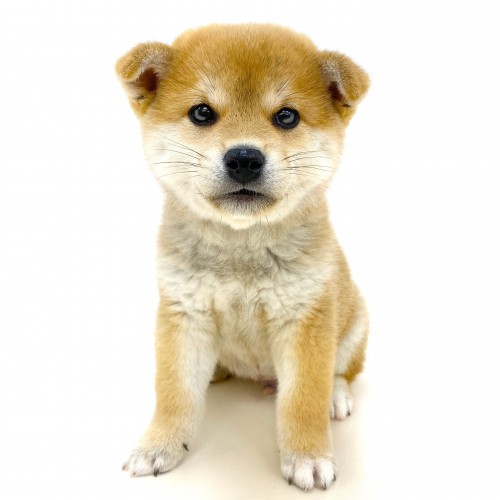 柴犬
