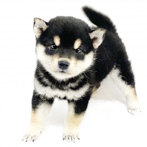 柴犬