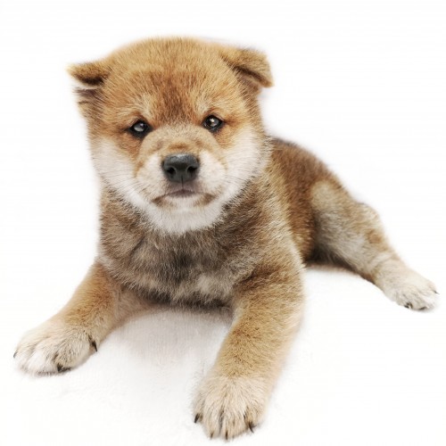 柴犬