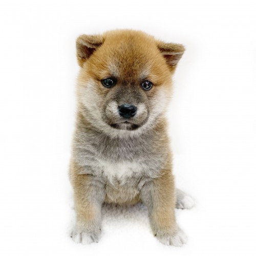 柴犬