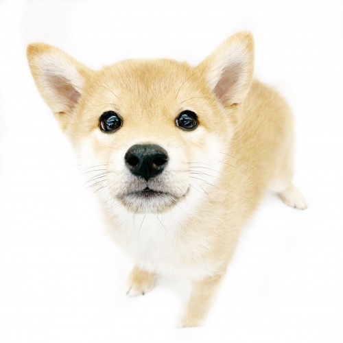 柴犬