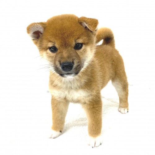 柴犬