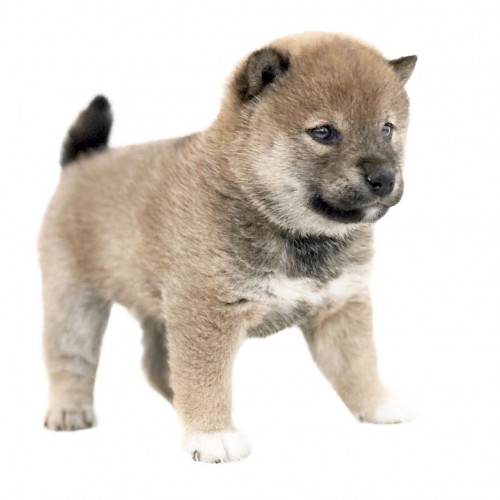 柴犬