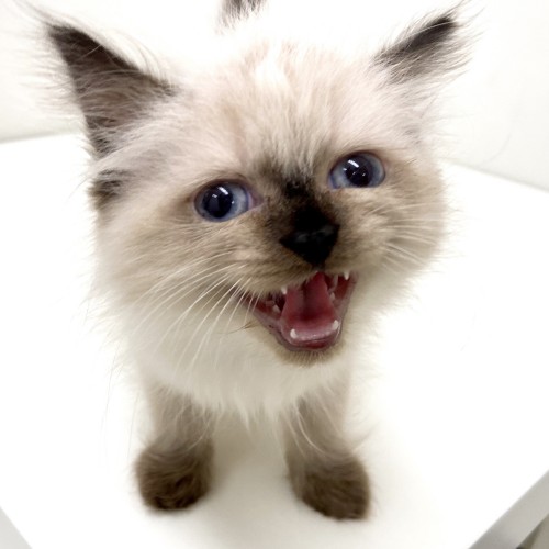 ヒマラヤン