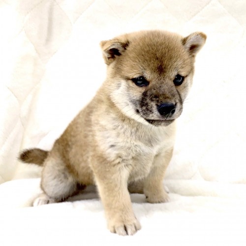 柴犬