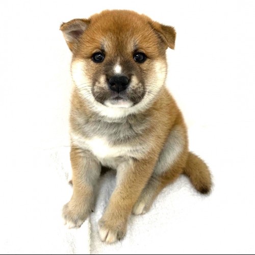 柴犬