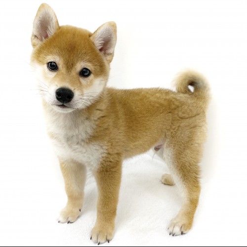 柴犬