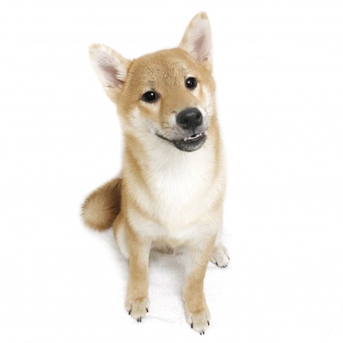 柴犬
