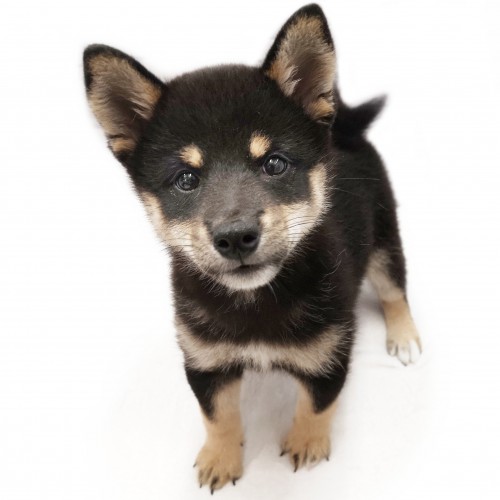 柴犬