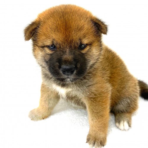 柴犬