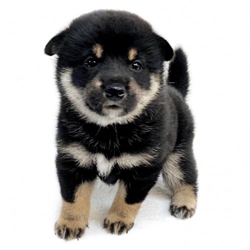 柴犬