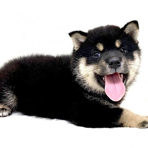 柴犬