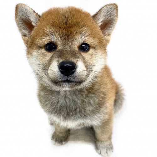 柴犬