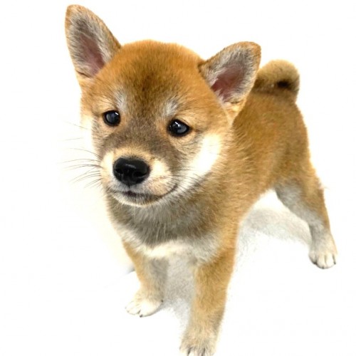 柴犬