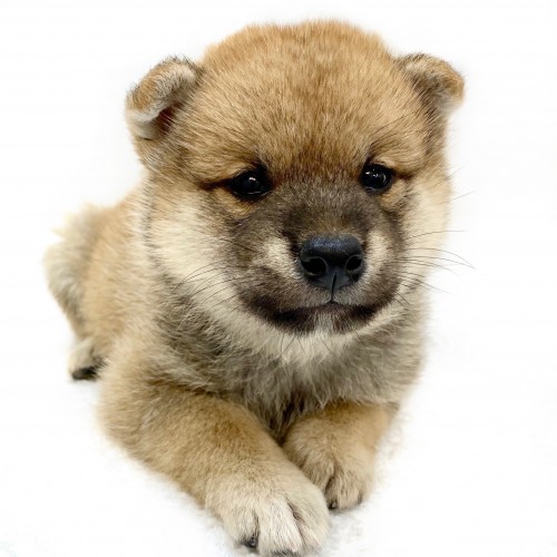 柴犬