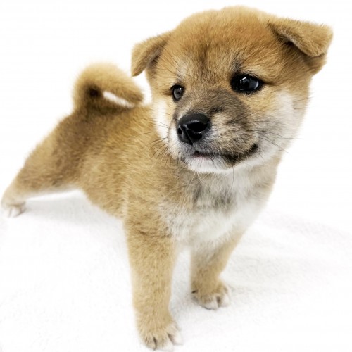 柴犬