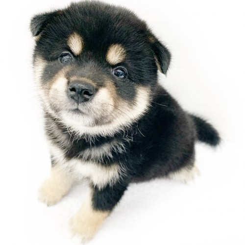 柴犬